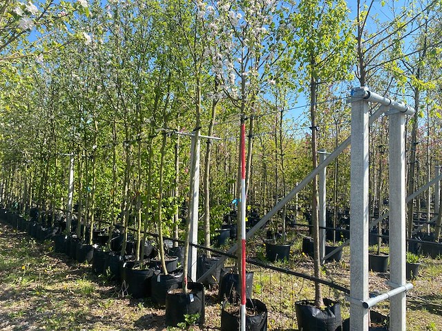 Appelboom - fruit tree - afbeelding 1 van  3