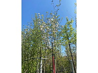Appelboom - fruit tree - afbeelding 3 van  3