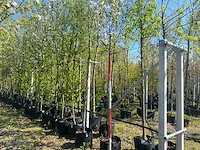Appelboom - fruit tree - afbeelding 1 van  3