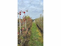 Appelboom - fruit tree