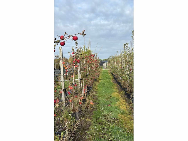 Appelboom - fruit tree - afbeelding 1 van  1