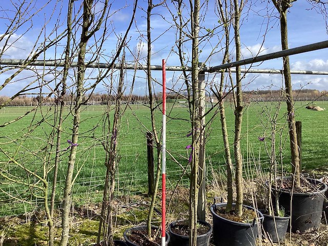 Appelboom - meerstammige boom (2x) - afbeelding 1 van  2