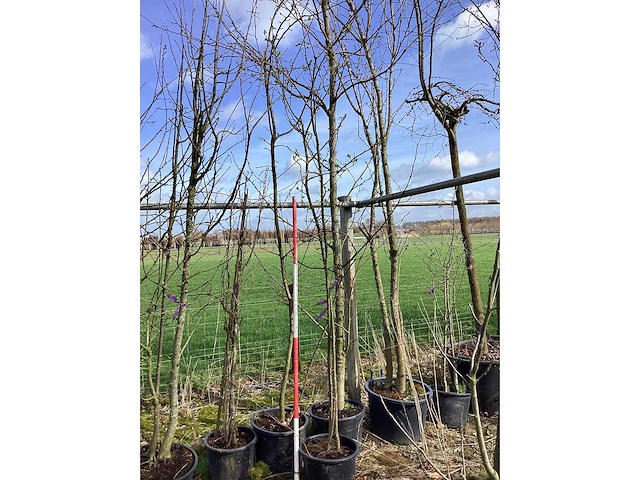 Appelboom - meerstammige boom (2x) - afbeelding 2 van  2