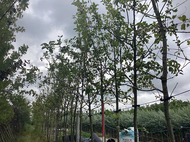 Appelboom - vrucht- / fruitboom - afbeelding 2 van  2