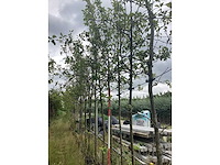 Appelboom - vrucht- / fruitboom - afbeelding 1 van  2