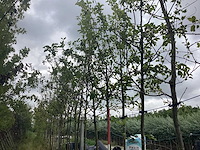 Appelboom - vrucht- / fruitboom - afbeelding 1 van  2
