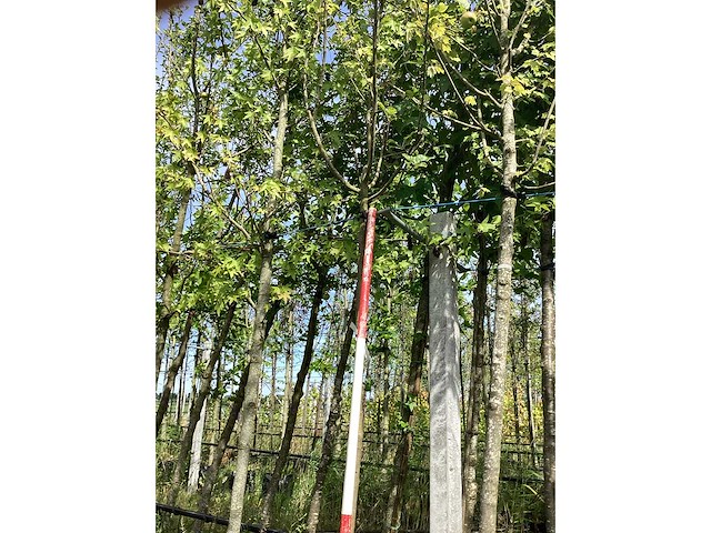 Appelboom - vrucht- / fruitboom - afbeelding 1 van  1