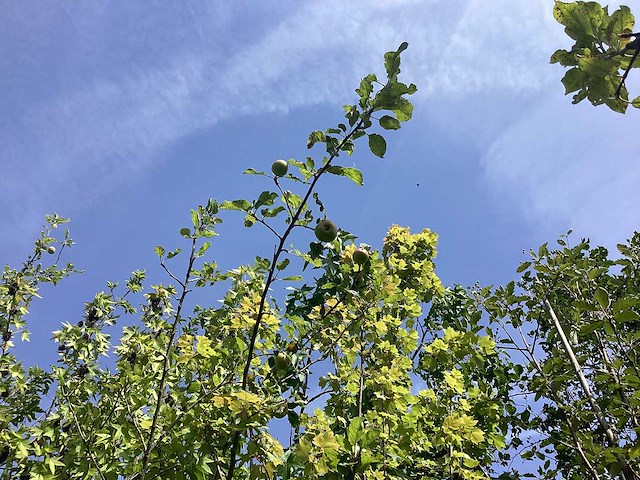 Appelboom - vrucht- / fruitboom - afbeelding 1 van  3