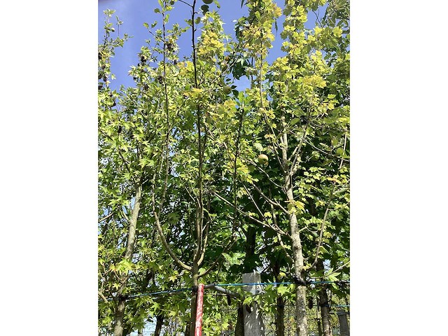 Appelboom - vrucht- / fruitboom - afbeelding 2 van  3