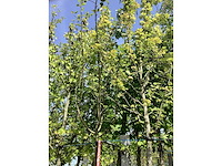 Appelboom - vrucht- / fruitboom - afbeelding 2 van  3