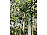 Appelboom - vrucht- / fruitboom - afbeelding 3 van  3