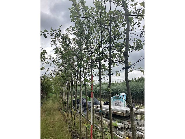 Appelboom - vrucht- / fruitboom - afbeelding 2 van  2