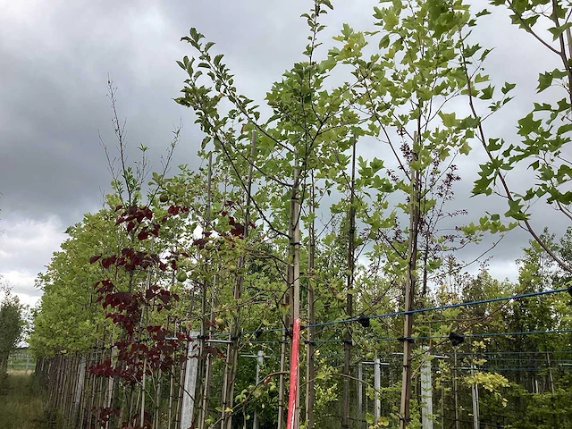 Appelboom - vrucht- / fruitboom - afbeelding 1 van  2