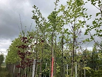 Appelboom - vrucht- / fruitboom