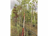 Appelboom - vrucht- / fruitboom - afbeelding 2 van  2