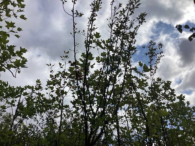 Appelboom - vrucht- / fruitboom - afbeelding 1 van  2