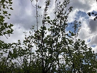 Appelboom - vrucht- / fruitboom