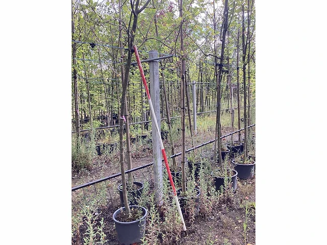 Appelboom - vrucht- / fruitboom - afbeelding 2 van  2