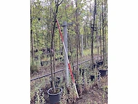 Appelboom - vrucht- / fruitboom - afbeelding 2 van  2