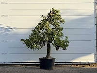Appelboom elstar - malus domestica 'elstar' - hoogte ca. 220 cm