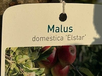 Appelboom elstar - malus domestica 'elstar' - hoogte ca. 220 cm - afbeelding 2 van  4