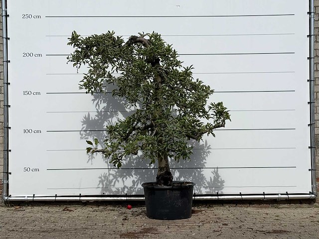 Appelboom elstar - malus domestica 'elstar' - hoogte ca. 230 cm - afbeelding 1 van  4