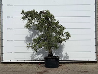 Appelboom elstar - malus domestica 'elstar' - hoogte ca. 230 cm