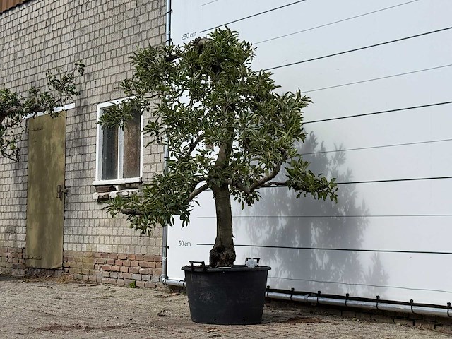 Appelboom elstar - malus domestica 'elstar' - hoogte ca. 230 cm - afbeelding 2 van  4