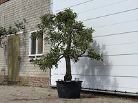 Appelboom elstar - malus domestica 'elstar' - hoogte ca. 230 cm - afbeelding 2 van  4