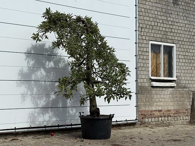 Appelboom elstar - malus domestica 'elstar' - hoogte ca. 230 cm - afbeelding 3 van  4