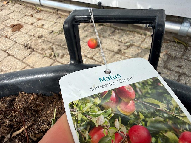 Appelboom elstar - malus domestica 'elstar' - hoogte ca. 230 cm - afbeelding 4 van  4
