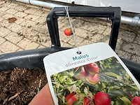 Appelboom elstar - malus domestica 'elstar' - hoogte ca. 230 cm - afbeelding 4 van  4