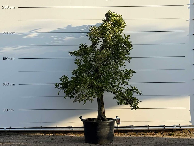 Appelboom elstar - malus domestica 'elstar' - hoogte ca. 230 cm - afbeelding 1 van  4