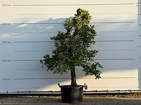 Appelboom elstar - malus domestica 'elstar' - hoogte ca. 230 cm