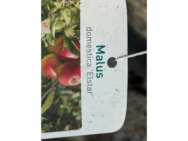 Appelboom elstar - malus domestica 'elstar' - hoogte ca. 230 cm - afbeelding 2 van  4