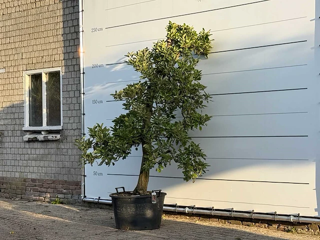Appelboom elstar - malus domestica 'elstar' - hoogte ca. 230 cm - afbeelding 3 van  4