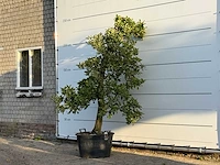 Appelboom elstar - malus domestica 'elstar' - hoogte ca. 230 cm - afbeelding 3 van  4