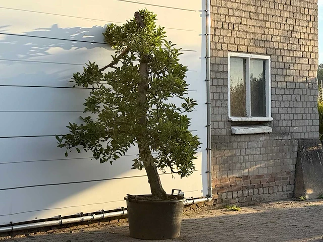 Appelboom elstar - malus domestica 'elstar' - hoogte ca. 230 cm - afbeelding 4 van  4