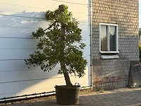 Appelboom elstar - malus domestica 'elstar' - hoogte ca. 230 cm - afbeelding 4 van  4