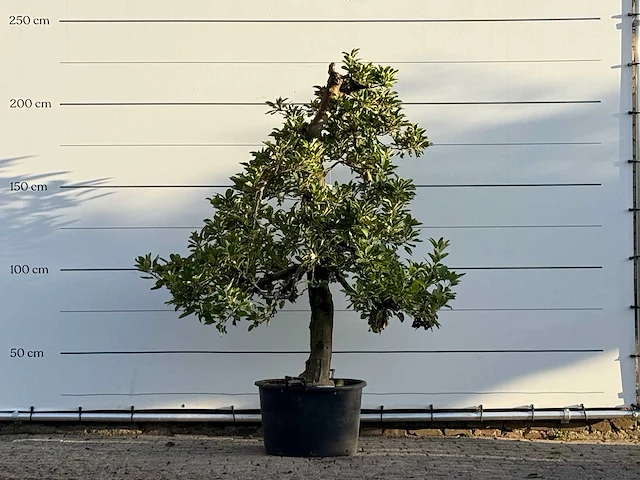 Appelboom elstar - malus domestica 'elstar' - hoogte ca. 230 cm - afbeelding 1 van  4