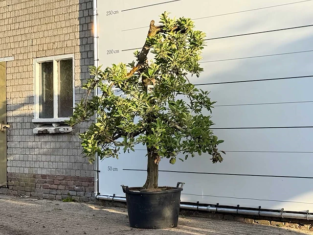 Appelboom elstar - malus domestica 'elstar' - hoogte ca. 230 cm - afbeelding 3 van  4