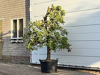 Appelboom elstar - malus domestica 'elstar' - hoogte ca. 230 cm - afbeelding 3 van  4