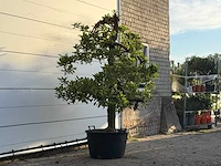 Appelboom elstar - malus domestica 'elstar' - hoogte ca. 230 cm - afbeelding 4 van  4