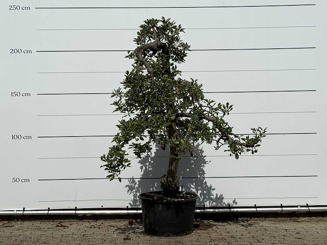 Appelboom elstar - malus domestica 'elstar' - hoogte ca. 240 cm - afbeelding 1 van  4