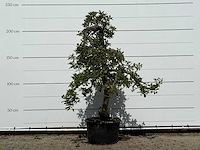 Appelboom elstar - malus domestica 'elstar' - hoogte ca. 240 cm - afbeelding 1 van  4