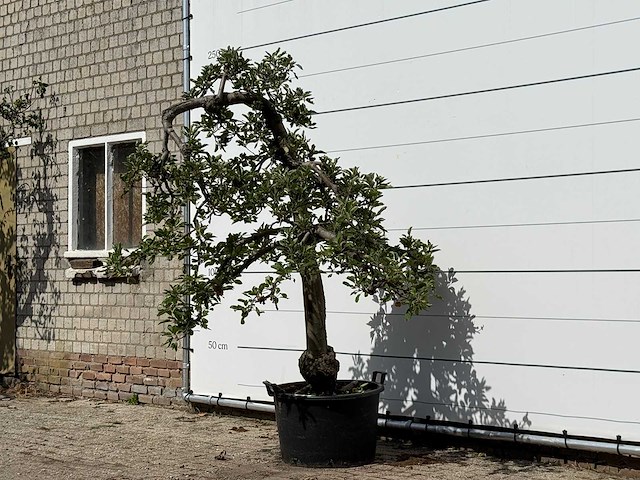 Appelboom elstar - malus domestica 'elstar' - hoogte ca. 240 cm - afbeelding 2 van  4