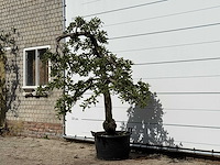 Appelboom elstar - malus domestica 'elstar' - hoogte ca. 240 cm - afbeelding 2 van  4