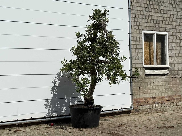 Appelboom elstar - malus domestica 'elstar' - hoogte ca. 240 cm - afbeelding 3 van  4