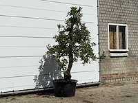 Appelboom elstar - malus domestica 'elstar' - hoogte ca. 240 cm - afbeelding 3 van  4