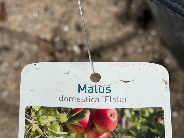 Appelboom elstar - malus domestica 'elstar' - hoogte ca. 240 cm - afbeelding 4 van  4